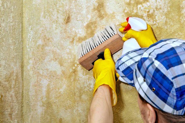 Best Commercial Mold Inspection  in Huntington Park, CA