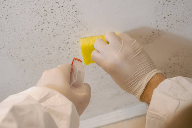 Best Mold Remediation for Healthcare Facilities  in Huntington Park, CA